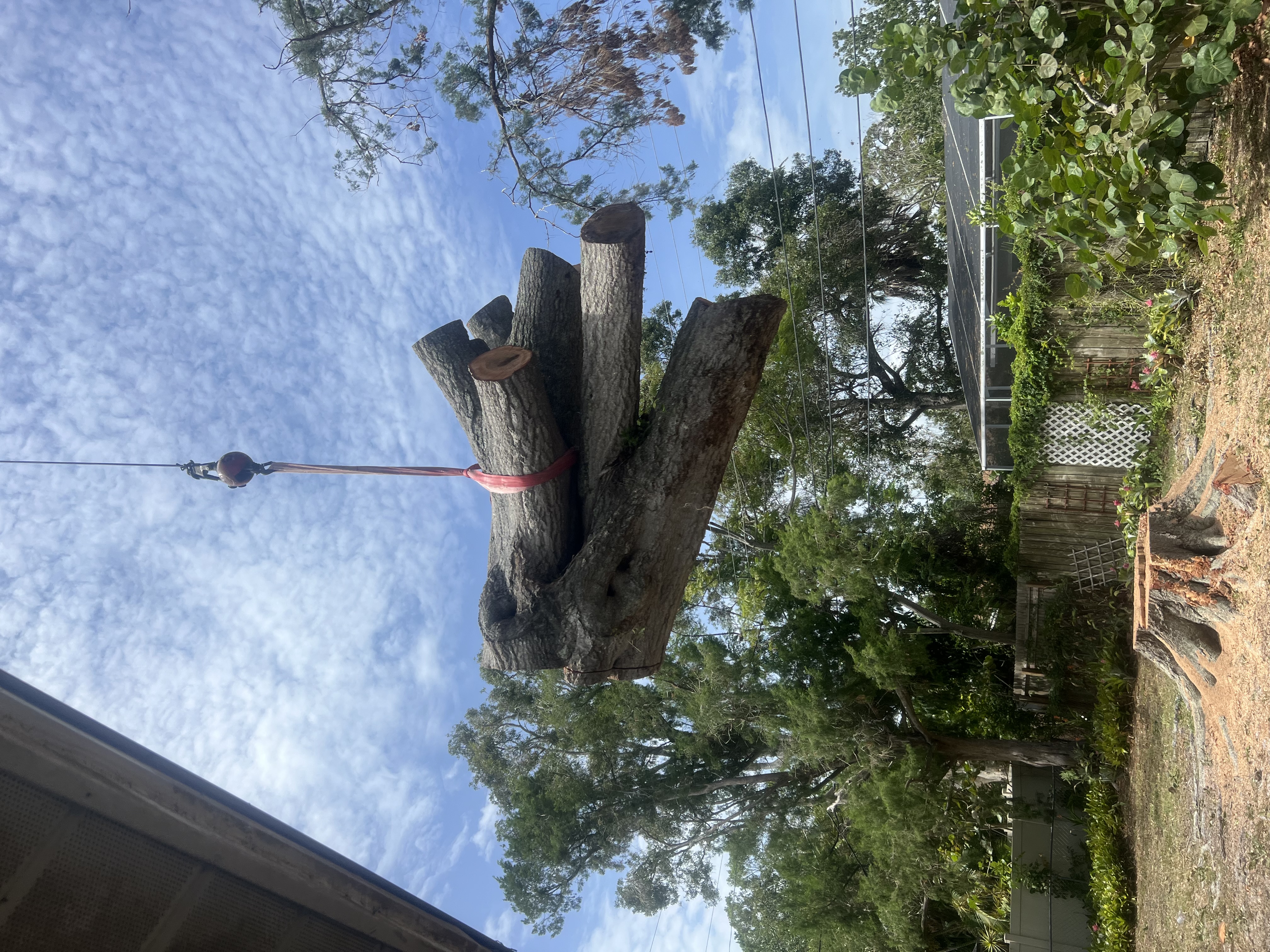 Tree Removal