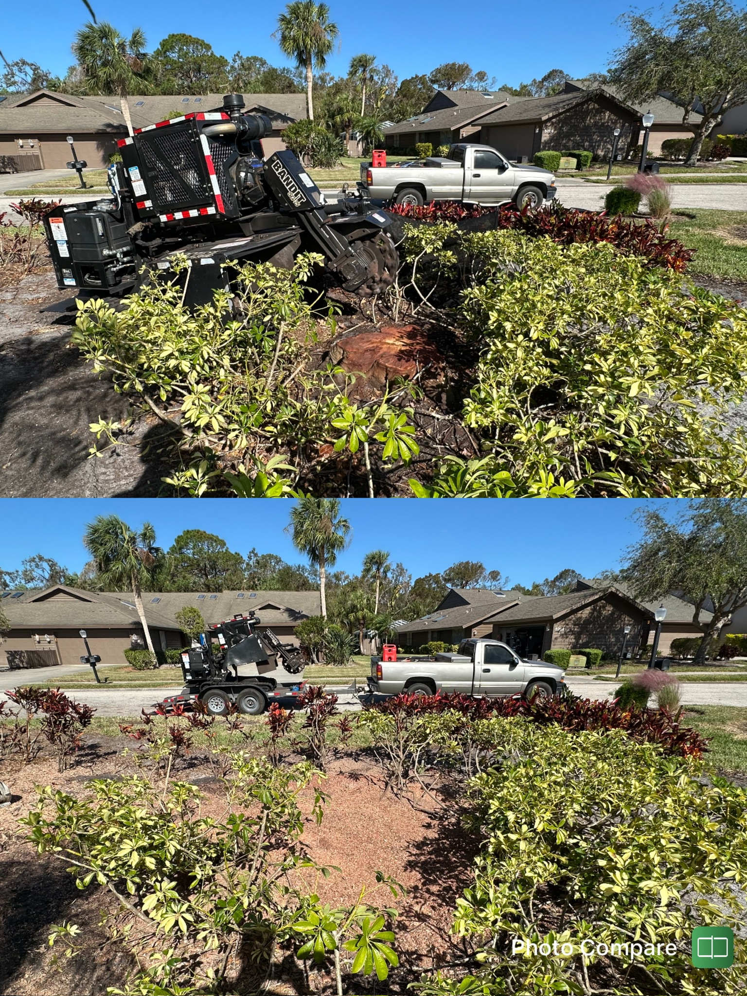 Tree Trimming