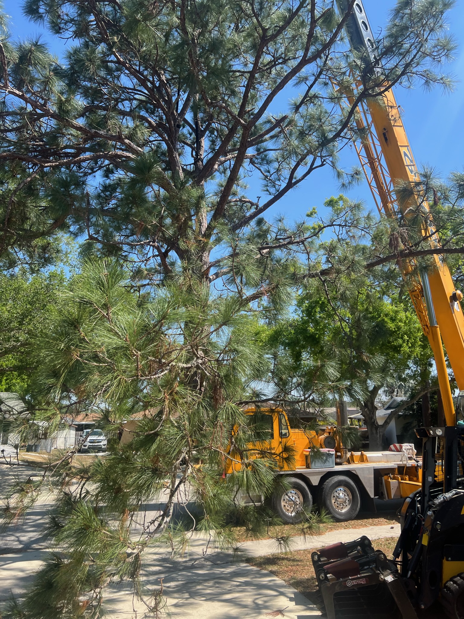 Tree Removal