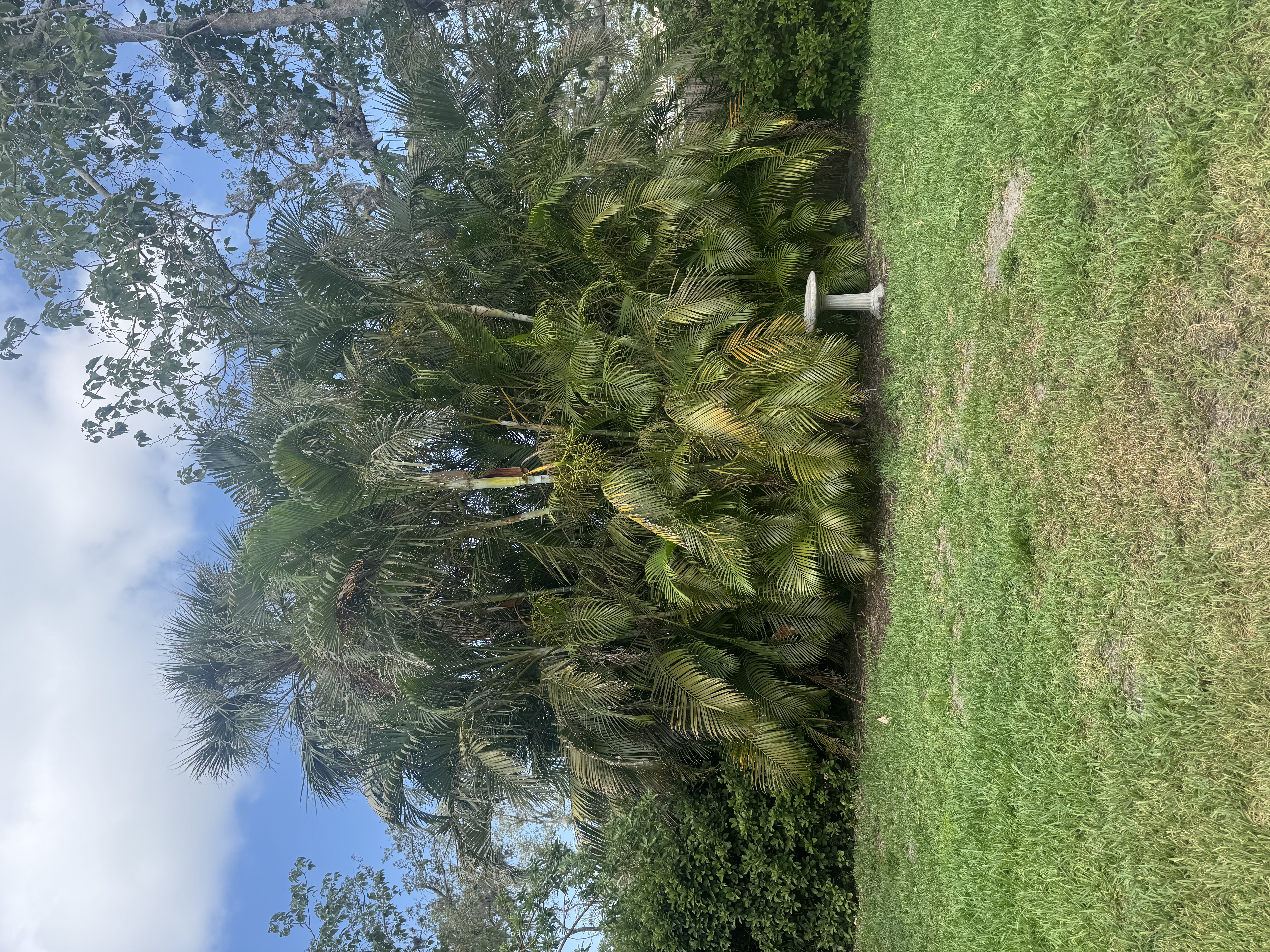 Landscape Trimming